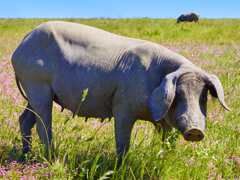Ibericoflesich