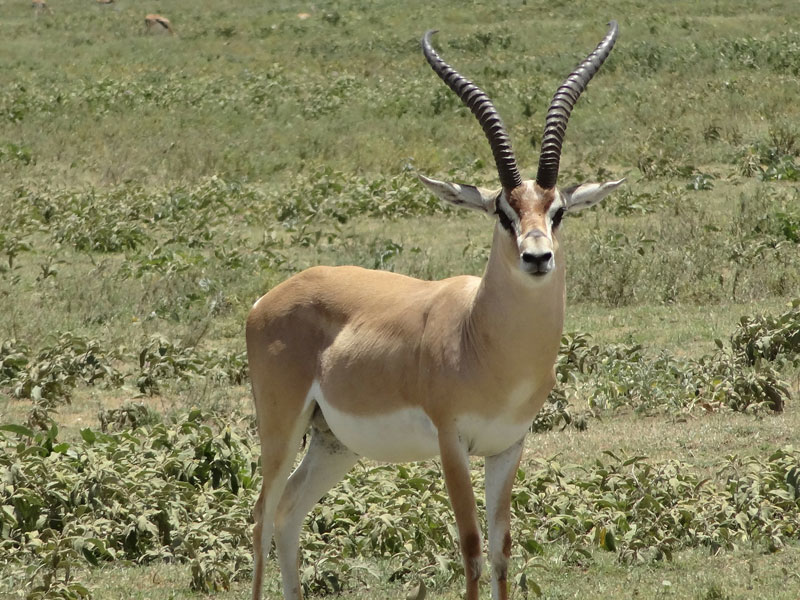 Impala