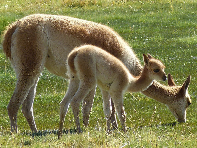 Lama und Guanacofleisch